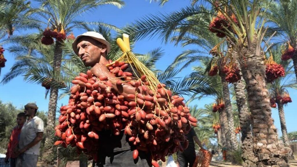 به‌ڕێوه‌چوونی یه‌كه‌مین فستیواڵی خورما له‌ قه‌سری شیرین
