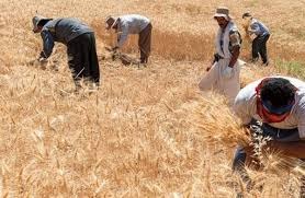 پرداخت نشدن مطالبات گندم‌کاران شهرستان مغان
